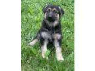 German Shepherd Dog Puppy for sale in Uxbridge, MA, USA