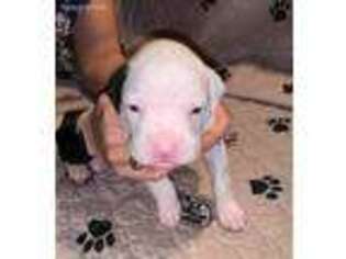 Boxer Puppy for sale in Sugar Land, TX, USA