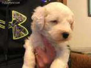 Old English Sheepdog Puppy for sale in Dundas, MN, USA