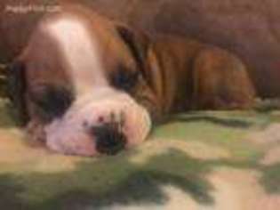 Boxer Puppy for sale in Dawsonville, GA, USA