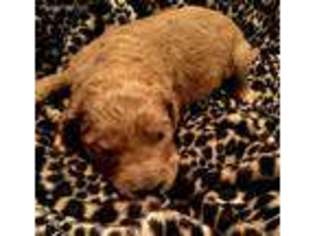 Goldendoodle Puppy for sale in Ellijay, GA, USA
