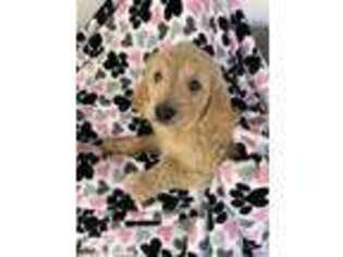 Goldendoodle Puppy for sale in Green Valley, AZ, USA