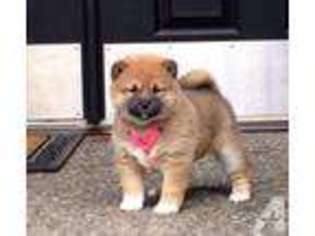 Shiba Inu Puppy for sale in KIRKLAND, WA, USA