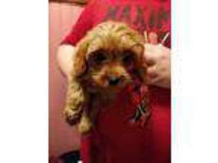 Cavapoo Puppy for sale in Anoka, MN, USA