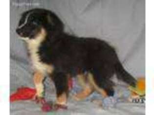 Australian Shepherd Puppy for sale in Christmas Valley, OR, USA