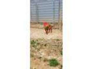 American Bull Dogue De Bordeaux Puppy for sale in Winder, GA, USA