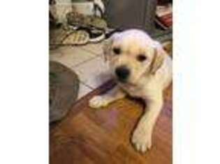 Mutt Puppy for sale in Bourbon, MO, USA