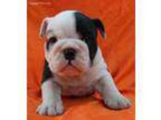 Bulldog Puppy for sale in Clay, NY, USA