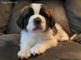 Saint Bernard Puppy for sale in Brookville, OH, USA