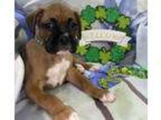 Boxer Puppy for sale in Nashua, NH, USA