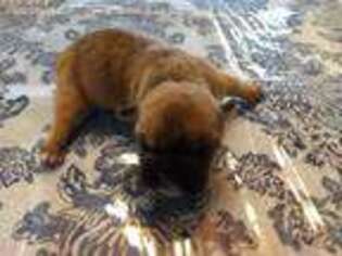 Olde English Bulldogge Puppy for sale in Singer, LA, USA