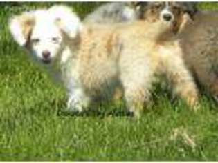 Miniature Australian Shepherd Puppy for sale in Fairview, SD, USA