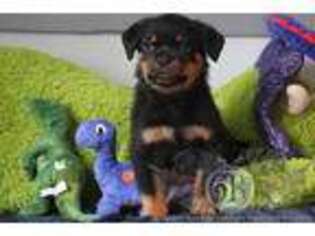 Rottweiler Puppy for sale in Bargersville, IN, USA