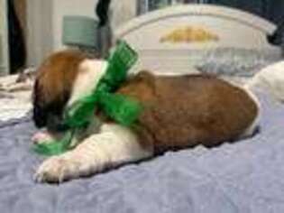 Dachshund Puppy for sale in Mount Vernon, WA, USA