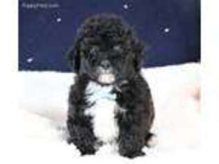 Shih-Poo Puppy for sale in Berlin, OH, USA