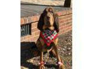 Bloodhound Puppy for sale in Lyons, GA, USA