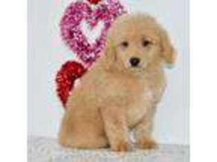 Goldendoodle Puppy for sale in Anderson, MO, USA