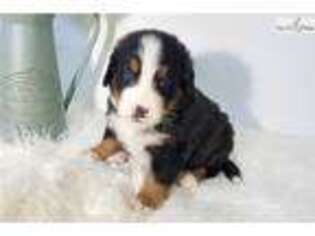 Bernese Mountain Dog Puppy for sale in Wausau, WI, USA