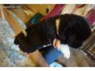 Akita Puppy for sale in Boring, OR, USA
