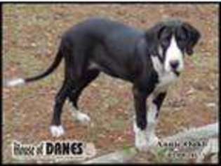 Great Dane Puppy for sale in DEFUNIAK SPRINGS, FL, USA