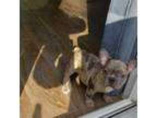 French Bulldog Puppy for sale in Rincon, GA, USA