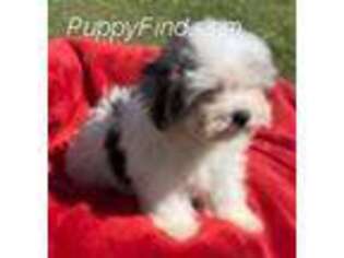 Mutt Puppy for sale in Windermere, FL, USA
