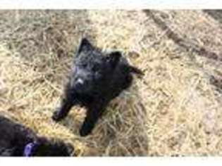 Mutt Puppy for sale in Corvallis, MT, USA