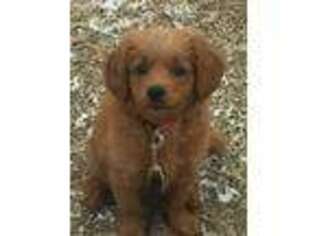 Goldendoodle Puppy for sale in Broken Arrow, OK, USA