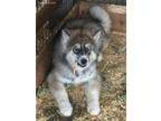 Siberian Husky Puppy for sale in Union Grove, NC, USA