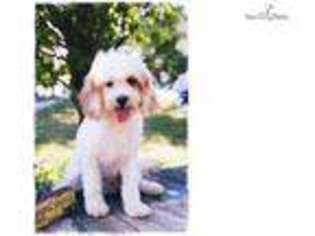 Cavapoo Puppy for sale in Columbia, MO, USA