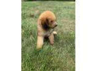 Saint Berdoodle Puppy for sale in Williamstown, KY, USA