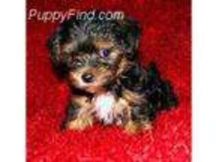 Yorkshire Terrier Puppy for sale in Canyon Country, CA, USA