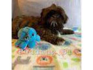 Mutt Puppy for sale in Marion, MA, USA