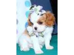 Cavalier King Charles Spaniel Puppy for sale in Willow Springs, MO, USA