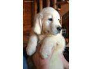 Mutt Puppy for sale in Weston, CO, USA