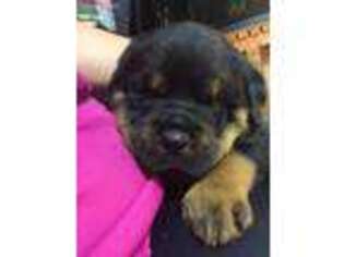 Rottweiler Puppy for sale in Greeley, CO, USA