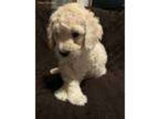 Goldendoodle Puppy for sale in Streator, IL, USA