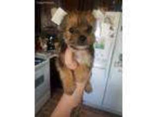 Yorkshire Terrier Puppy for sale in Payson, UT, USA