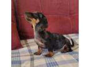 Dachshund Puppy for sale in Arlington Heights, IL, USA