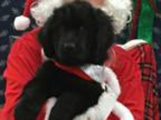 Newfoundland Puppy for sale in Robersonville, NC, USA