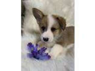 Pembroke Welsh Corgi Puppy for sale in Simms, TX, USA