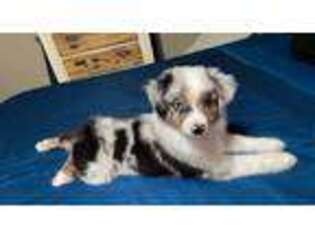 Miniature Australian Shepherd Puppy for sale in Poteau, OK, USA