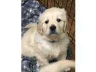 Golden Retriever Puppy for sale in Jerome, MI, USA