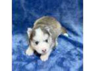 Mutt Puppy for sale in Hudson, NH, USA