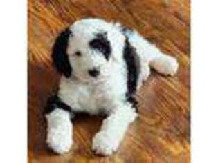 Mutt Puppy for sale in Grand Rapids, MI, USA