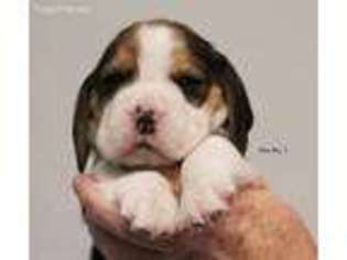 Beagle Puppy for sale in Ogden, UT, USA