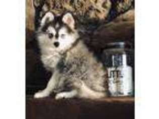 Alaskan Klee Kai Puppy for sale in Salina, KS, USA