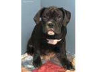 Olde English Bulldogge Puppy for sale in Cedar Rapids, IA, USA