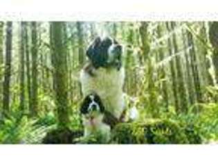Saint Bernard Puppy for sale in Oregon City, OR, USA
