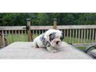Bulldog Puppy for sale in Fond Du Lac, WI, USA